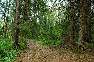 Kalın ladin ormanda Yaz, Büyük anthill büyük bir ağaç gövdesi arkasında duruyor