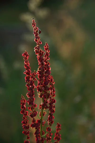 Μικρό έντομο πασχαλίτσα ανέβηκε στην κορυφή ενός κόκκινου φυτού — Φωτογραφία Αρχείου