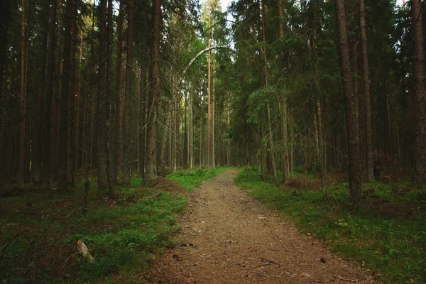 Gångstig som sträcker sig in i barr träds skogen — Stockfoto