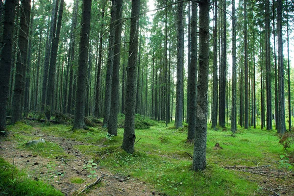 Καλοκαίρι στο δάσος των κωνοφόρων ερυθρελάτης, παχύ κορμούς δέντρων και πράσινα βρύα — Φωτογραφία Αρχείου