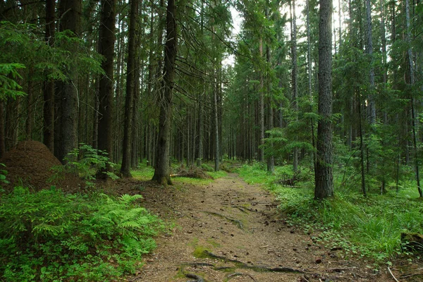 A large anthill stands on the edge of a pedestrian path leading into a dense fir forest. — Stock Photo, Image