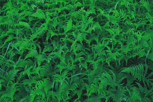 Fond vert de fougère, beau motif plié — Photo