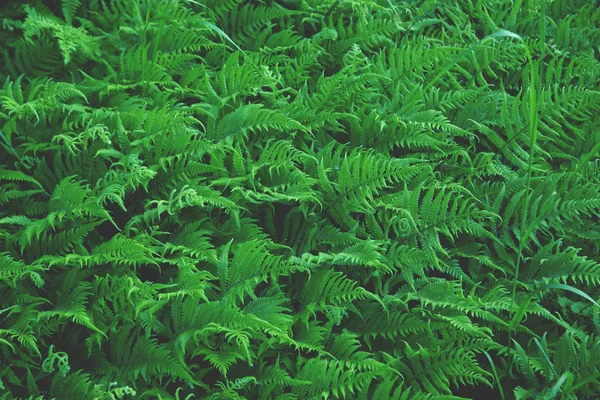 Зеленый фон папоротника, много листьев выглядят в одну сторону, интересный природный узор — стоковое фото
