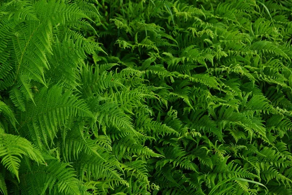 Fond vert de fougère, beaucoup de feuilles regardent dans une direction, la taille change — Photo