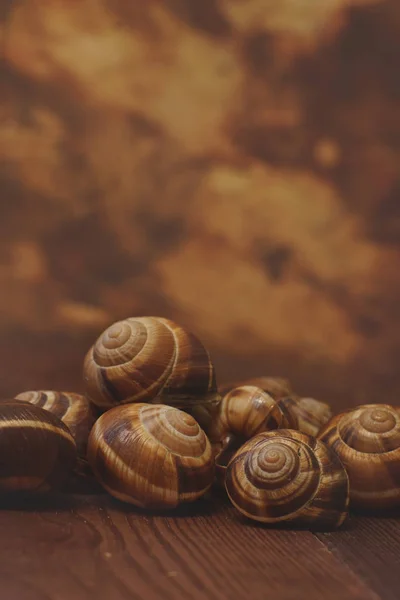 Belas conchas vazias de caracóis comestíveis jazem no tabuleiro contra o fundo — Fotografia de Stock