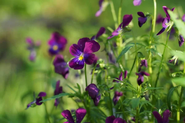Las maricas púrpuras crecen en el jardín en verano — Foto de Stock