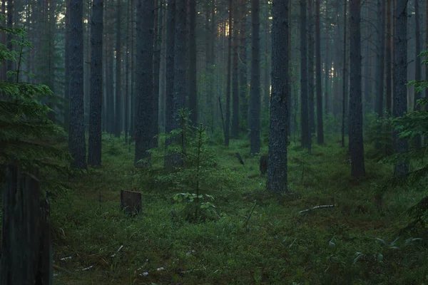 Bosque de pino de mañana con niebla en la mañana antes del amanecer —  Fotos de Stock