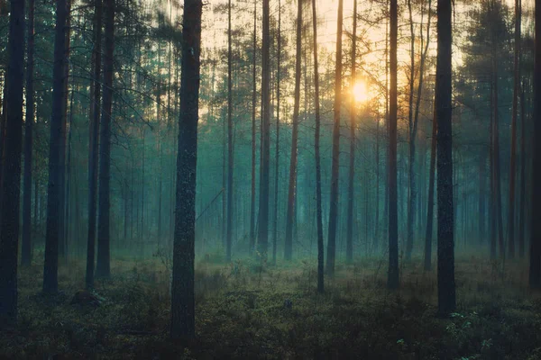 Bosque místico al amanecer, niebla azul se encuentra entre los troncos de los pinos — Foto de Stock