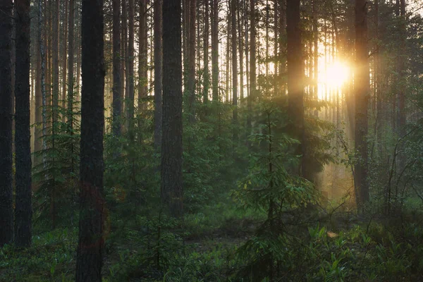 Aube dans la forêt, les rayons du soleil pénètrent à travers les pins et les arbres de Noël — Photo