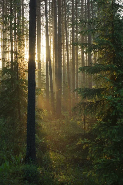 Los rayos del sol penetran en los pinos y árboles, coloreando el bosque en un color cálido, un hermoso amanecer en el bosque verde — Foto de Stock