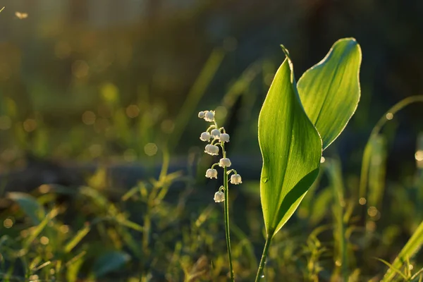 Lirio de la flor del bosque del valle al amanecer, iluminado por el sol — Foto de Stock