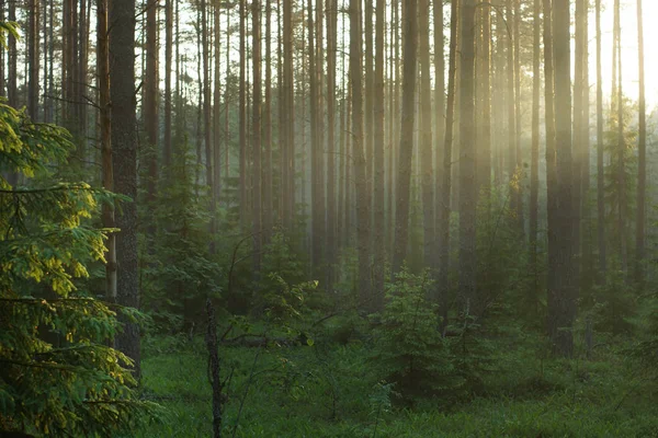 Los rayos del sol atraviesan el bosque, iluminándolo . — Foto de Stock