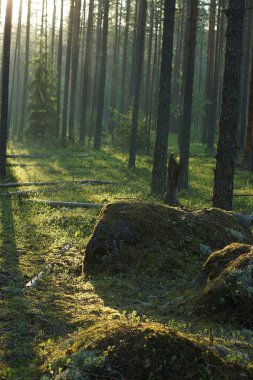 Sabah gündoğumu bir çam ormanında yosun ile kaplı büyük taşlar
