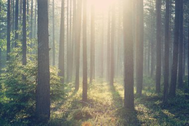 Sisli bir sis ve hafif aydınlatma ile çam ormanında şafak