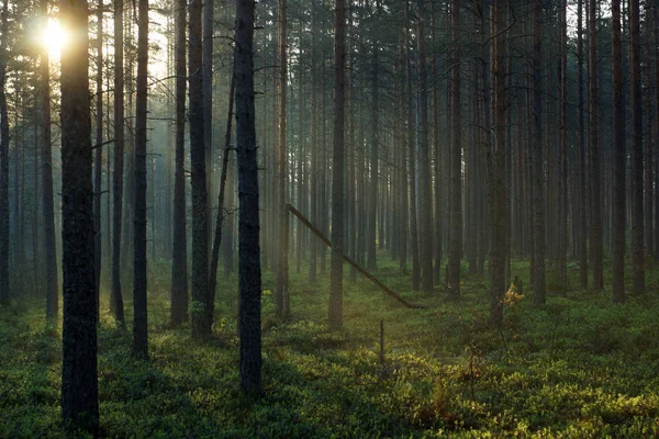 Hermoso amanecer en un bosque de pinos, los rayos visibles del sol pasan a través de los árboles — Foto de Stock