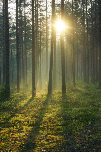 Восхитительный восход солнца в сосновом лесу, яркие лучи солнца проходят сквозь деревья и освещают мягкий зеленый мох
