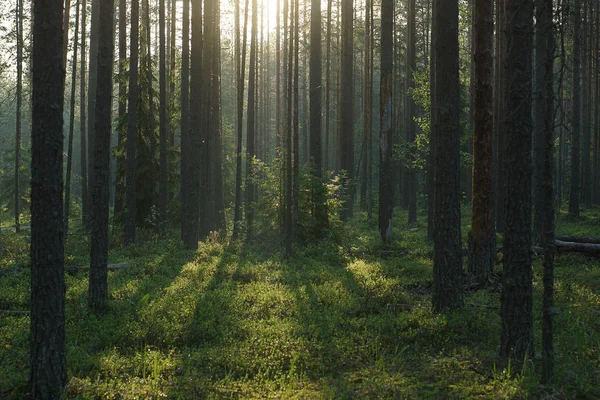 Hermoso amanecer en el bosque de pinos de verano — Foto de Stock