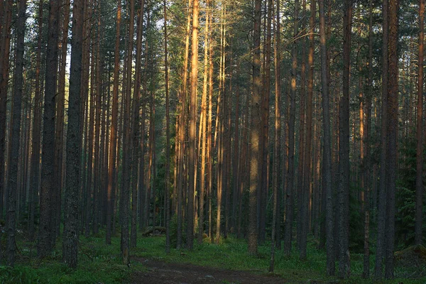 Οι ακτίνες του ήλιου φωτίζουν τους κορμούς των πεύκων σε ένα μεγάλο δάσος την αυγή. — Φωτογραφία Αρχείου