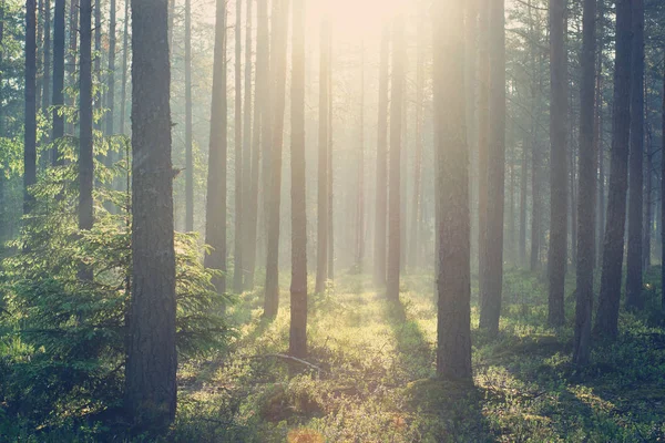 Amanecer en un bosque de pinos con una neblina brumosa e iluminación suave — Foto de Stock