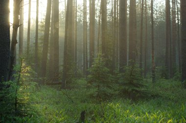 Puslu bir ormanda sabah güneşi Altın ışık ile her şeyi aydınlatır.