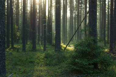 Küçük kabarık Noel ağacı şafakta ormanın ortasında duruyor.