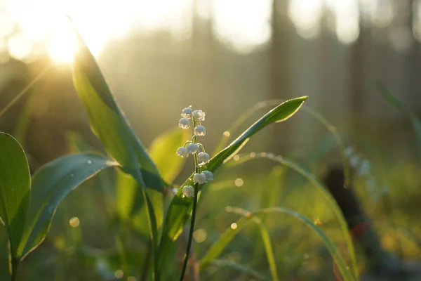 Lirio del valle floreciendo en la hierba al amanecer en medio del bosque — Foto de Stock