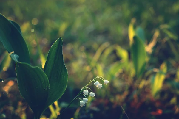 La delicada flor del lirio del valle se inclinó hasta el suelo al amanecer . — Foto de Stock