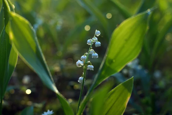 Lirio del valle flor con gotas de rocío en el bosque de la mañana — Foto de Stock