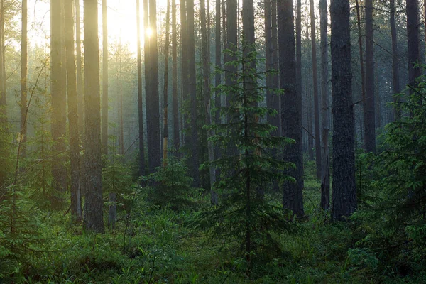 Луч солнца пробирается сквозь деревья в сосновом туманном лесу . — стоковое фото