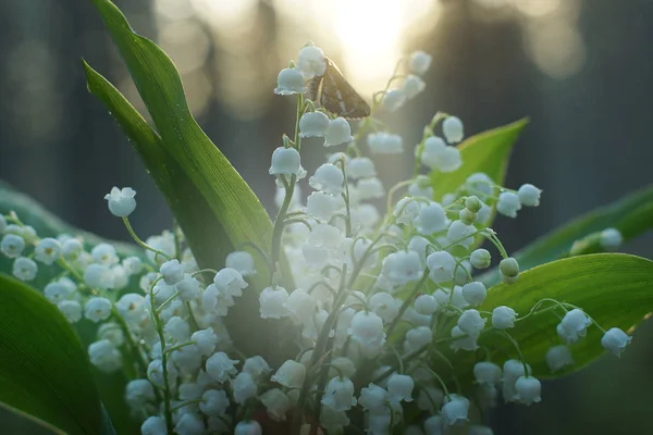 Una pequeña mariposa recoge el néctar de las flores de los lirios blancos del valle en un ramo — Foto de Stock