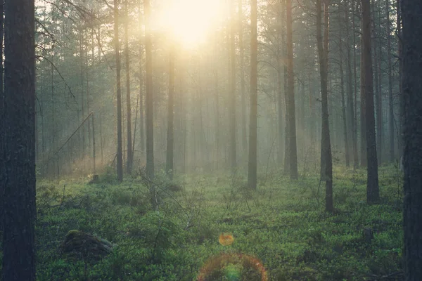 Paesaggio della foresta mattutina, immerso nella luce del sole — Foto Stock