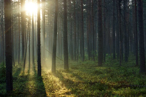 Пейзаж утреннего леса, с солнцем, проходящим через высокие сосны — стоковое фото