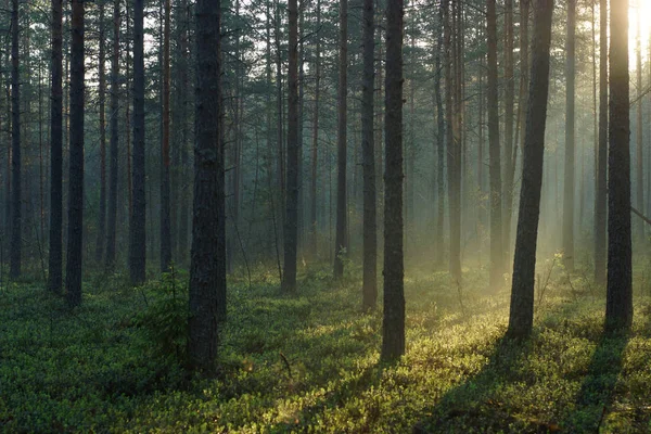 Пейзаж утреннего соснового леса, освещенный рассветом солнца — стоковое фото
