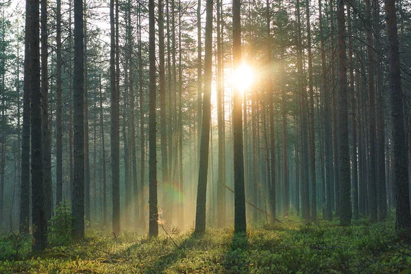 Лучи утреннего теплого солнца проходят через сосновый лес ранним летним утром — стоковое фото