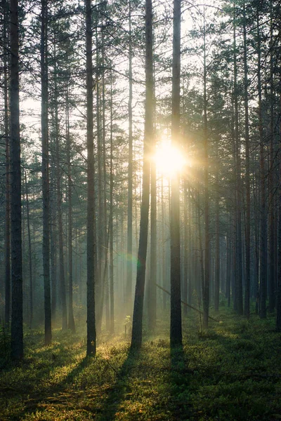 Los rayos del sol de la mañana pasan a través del bosque de pinos por la mañana temprano — Foto de Stock