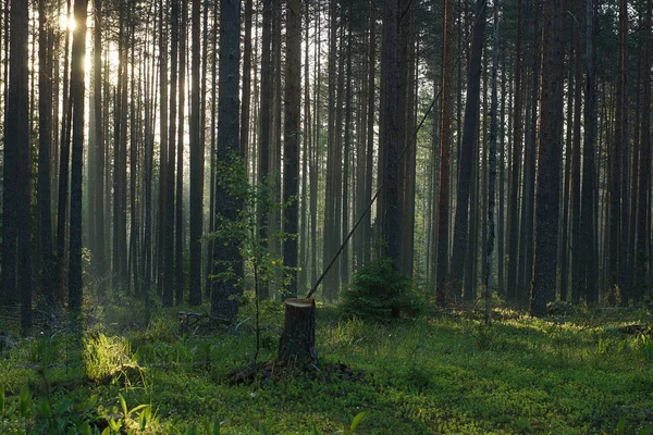 Un tocón de un árbol recién talado se encuentra en medio de un bosque al amanecer. . — Foto de Stock