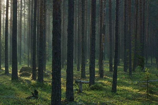 The tall tree trunks are lit by the morning sun in the summer, a real pine forest.