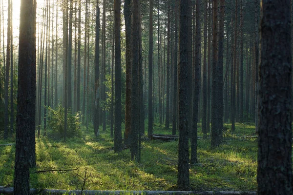 Падшие стволы деревьев, освещаемые солнцем в сосновом лесу летом — стоковое фото