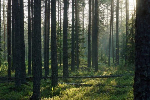 Sombras suaves de troncos de pino recto en el bosque matutino en verano — Foto de Stock