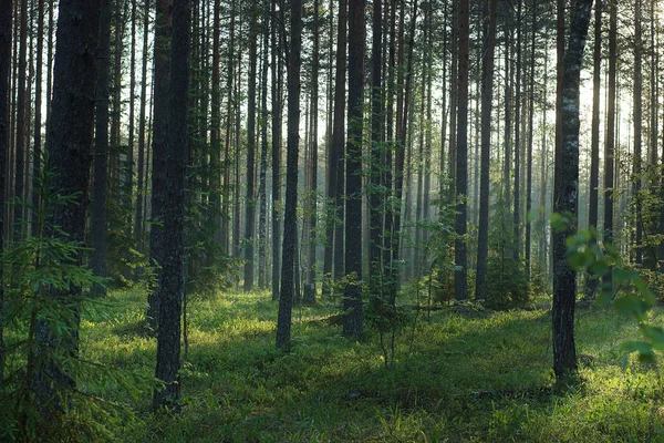 Bosque de verano por la mañana al amanecer, la naturaleza despierta — Foto de Stock