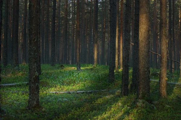 Летняя поляна лилий долины в сосновом лесу на восходе солнца — стоковое фото