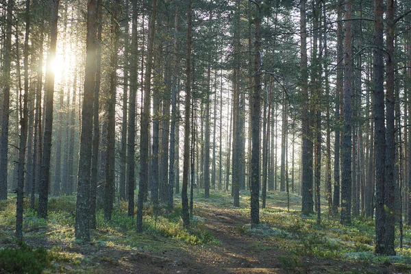 Утренний летний лес на рассвете, путь уходит вдаль — стоковое фото