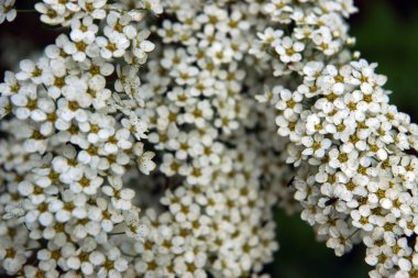 Bir bahar çalı üzerinde küçük beyaz çiçekler