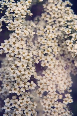 Bahçede bir bahar çalı üzerinde küçük pembe çiçekler