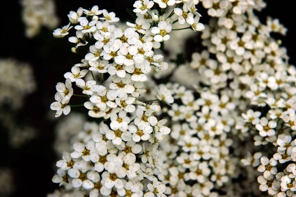 Małe białe kwiaty na krzew wiosenny w ogrodzie — Zdjęcie stockowe
