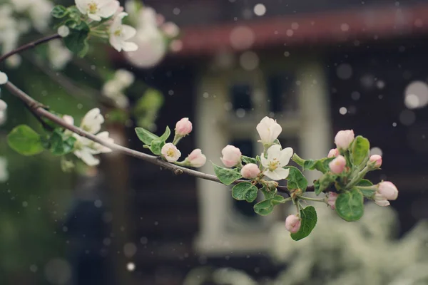 Zarte weiße Blüten eines Apfelbaums auf einem Ast gegenüber einem Holzhaus mit Fenster — Stockfoto