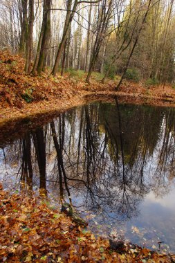 Küçük bir gölün genişliği kıyıdaki turuncu sonbahar ormanını ve mavi gökyüzünü yansıtır.