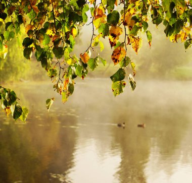 Sabah sisi ile kaplı bir gölün üzerinde asılı sarılan huş yaprakları