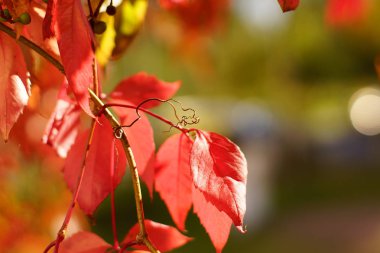 sonbahar sembolü olarak güzel kırmızı yaprakları ile şube