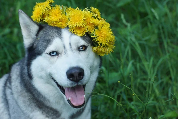Elegant dog husky breed with a wreath of dandelions
